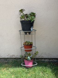 Plant Stand & Succulents