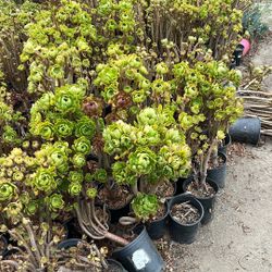 Aeonium Trees