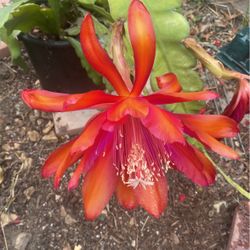 Epiphyllum Orchid Cactus “