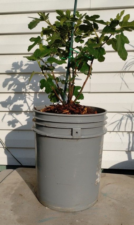 Common Fig Tree