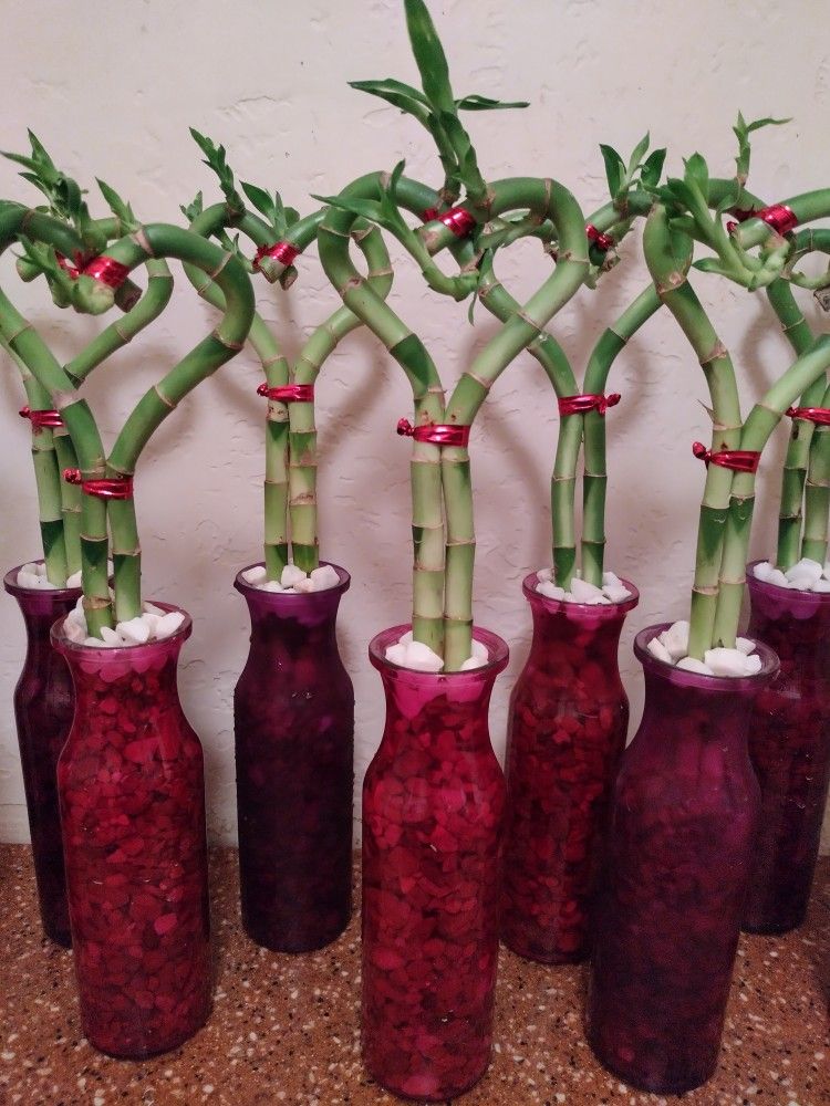 Valentine's Day Bamboo