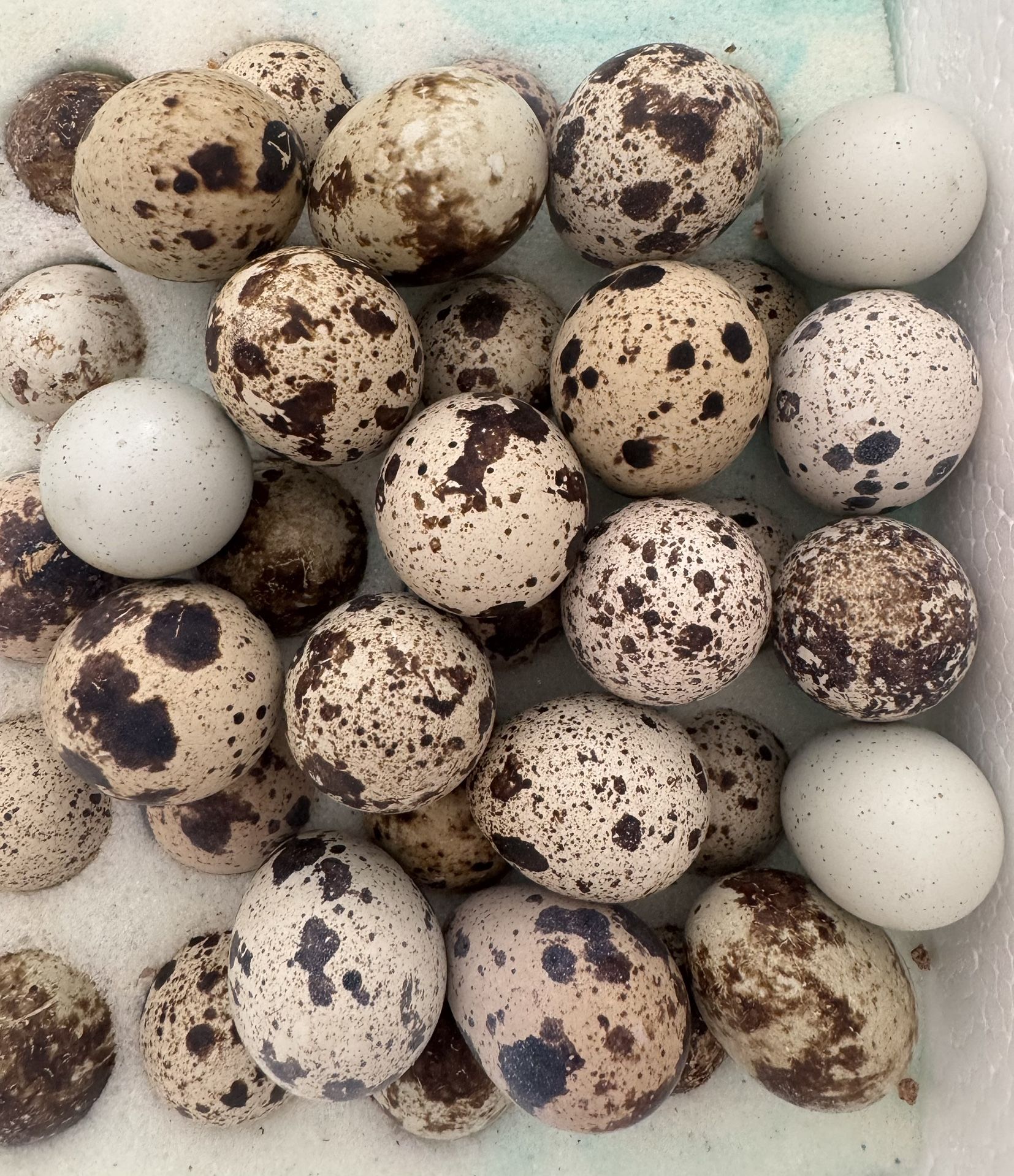 Coturnix Quail Eggs