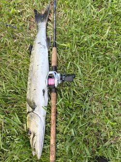 tranx 400 shimano