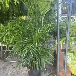 Seifrizii Bamboo Palms In 7 gls Pot. SPECIAL PRICE 🤩