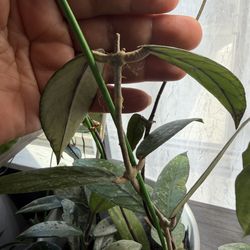 Hoya Aceh gayo lues Mid cut