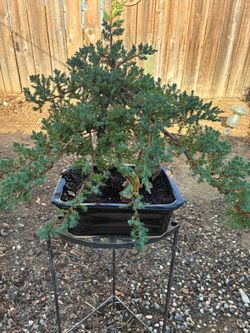 Bonsai Japanese garden Juniper Miyagi style $120 Bonsai Japanese garden Juniper Miyagi style $120