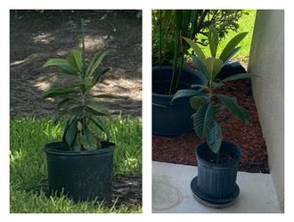 Last 2 Loquat trees discounted at $20 Each