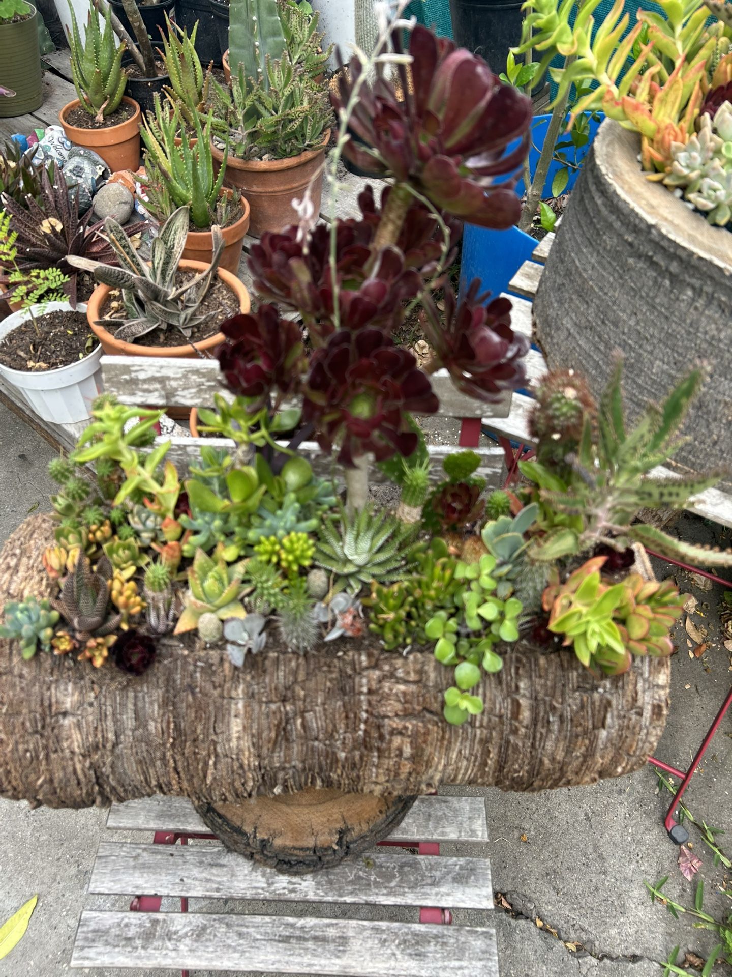 Cactus 🌵 Y Succulents Arrangements En Tronko