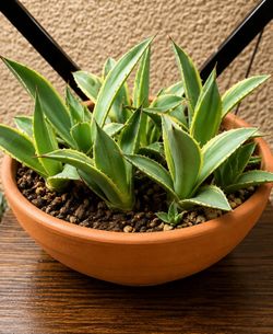 Agave guiengola 'Creme Brulee'