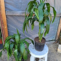 Dracaena Lisa Plant 10" Pot $8 Each / 2 For :5>