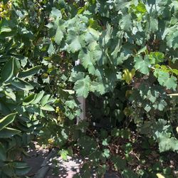 SEEDED GRAPES