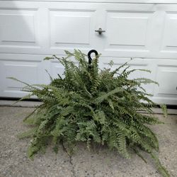 Boston Fern Plant