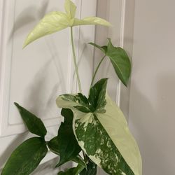 Variegated Syngonium Plant
