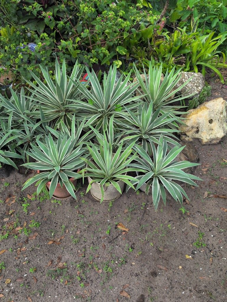 Lots Of Plants, Succulents, Herbs, Fruit