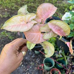 Pink Syngonium Live Plant Available 4”
