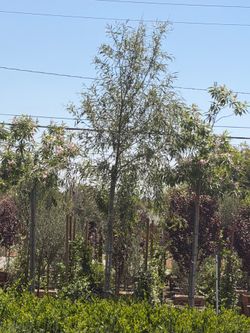 Trees chipalta and weeping willows 24 gal