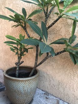 Plumeria Plant 
