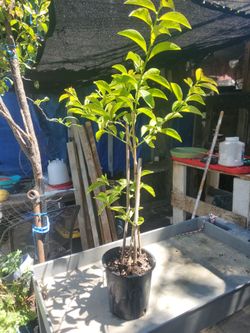 Uuna de Gato cat claw herbmade into a tree