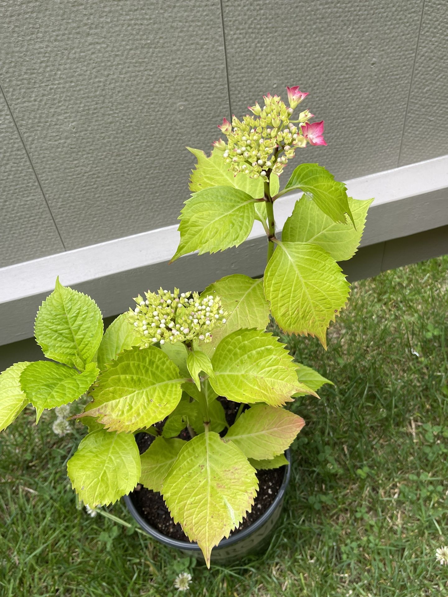Beautiful Hydrangea Perennial Plant. (Continues to change color throughout the flowering period).