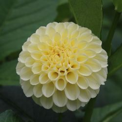Dahlia Tuber