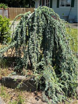 Crawling bush