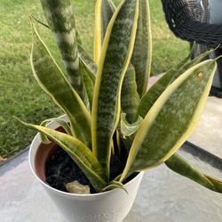 POTPLANT