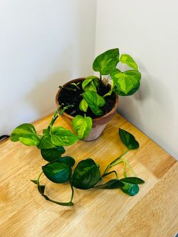 Global Green Pothos, 6 inch terra cotta pot