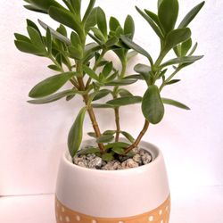🎁Cute Succulent House Plant In Textured 3"H Ceramic Pot.