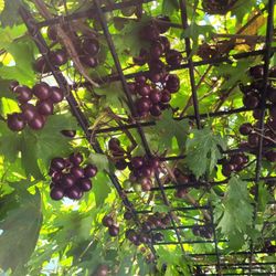 Organic Grape Specil $5 Per Pound