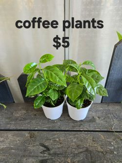 Arabic Coffee Bean Plants
