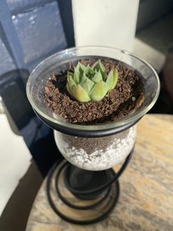 Succulent Decoration