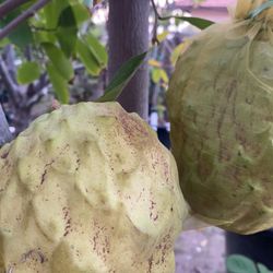 Custard Apple seeds
