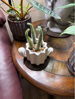 Live Monkey Tail Cactus Plant (Please read full description)