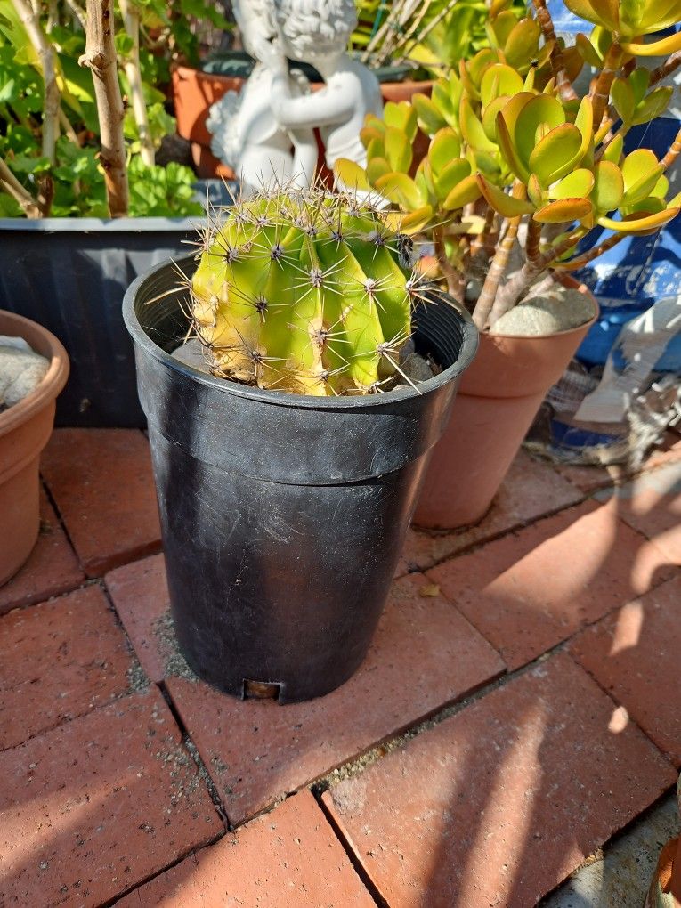 Cactus 2 Pots Produces Big Lilac Flowers, One With Tiny Red Ring Flowers