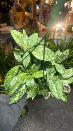 Hoya crassipetiolata splash.💦 6 inch hanging basket