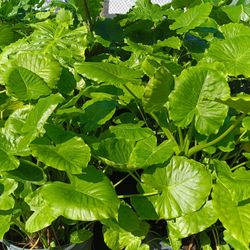 BEAUTIFUL ALOCASIA ELEPHANT EAR PLANTS 7GL 💚$35