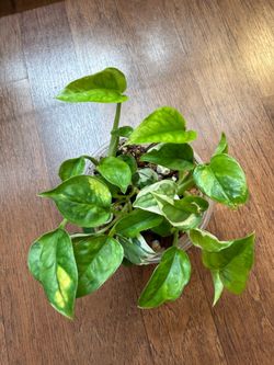 Global green pothos plant