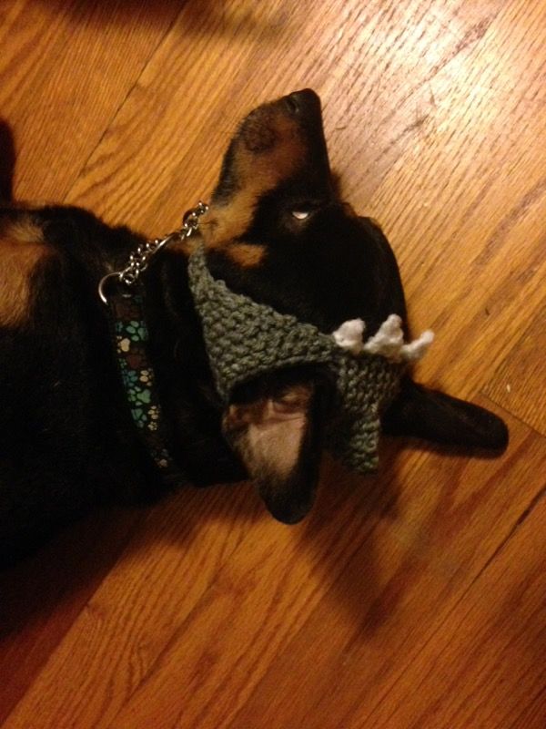 Shark hat for small dog or cat