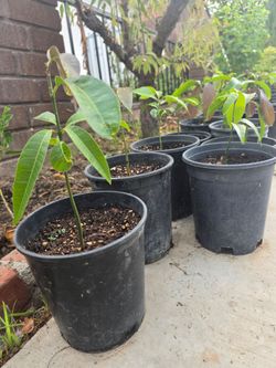 Arbolitos de mango