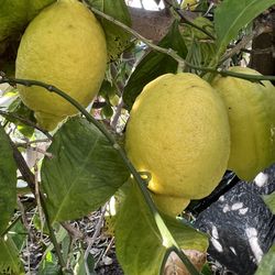 Limon  jugozo organic media cubeta 2.5 gallon