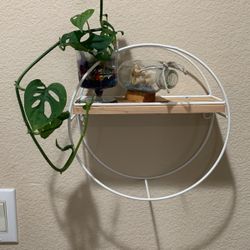 Wall Hanging Round With Swiss Cheese PlantGreen And Ship
