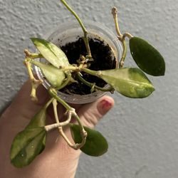 Hoya Walliniana Variegated
