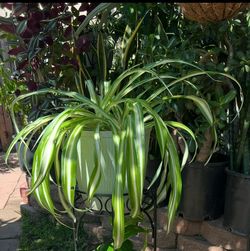 Spider Plant