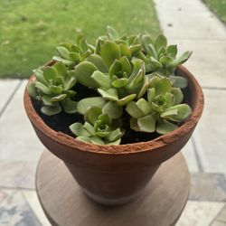 Small Potted Succulent