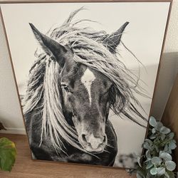 Horse Picture