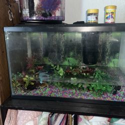 Fish Tank