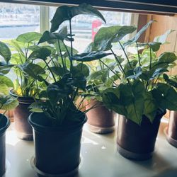 Syngonium podophyllum - Arrowhead Plant