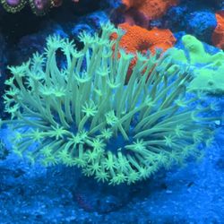 RARE 3.5 Inch Large Long Polyp Green Willow Toadstool Leather Coral 