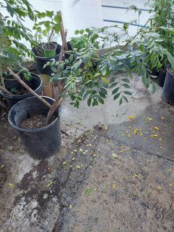 árbol de jocote ciruela de corona