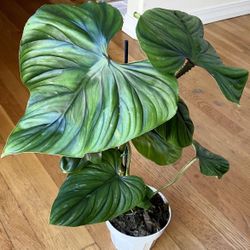 Large Rare Philodendron Plowmanii Plant / Free Delivery Available 